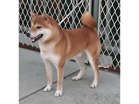 令和6年4月10日生まれ赤柴犬の里親募集
