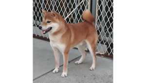 令和6年4月10日生まれ赤柴犬の里親募集
