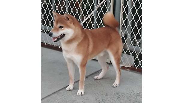 令和6年4月10日生まれ赤柴犬の里親募集