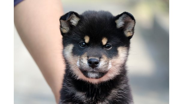 2026年1月20日生まれ黒柴犬の子犬