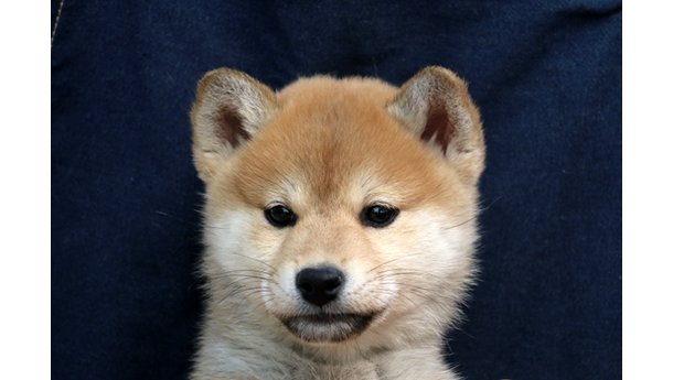 2026年1月20日生まれ赤柴犬の子犬