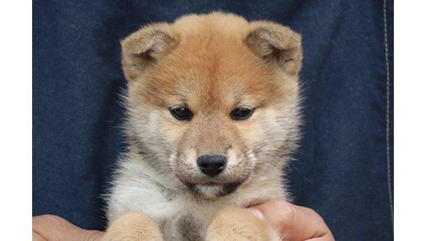 2026年1月20日生まれ赤柴犬の子犬