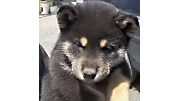 2026年2月8日生まれ黒柴犬の子犬