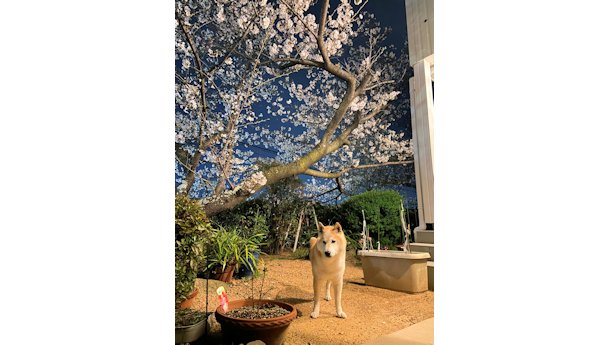 柴犬ラプラス君14歳