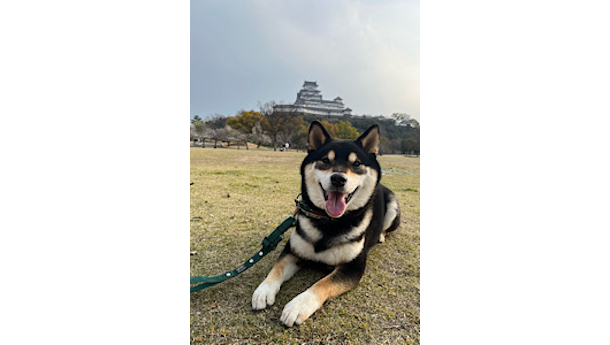 黒柴犬のりく君、3歳になりました