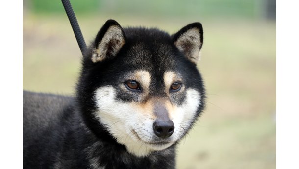 令和5年8月9日生まれ黒柴犬の里親募集