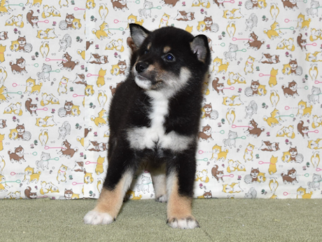 2026年3月31日生まれ黒柴犬の子犬
