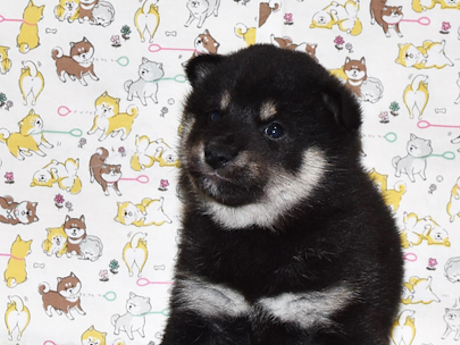 2026年3月31日生まれ黒柴犬の子犬