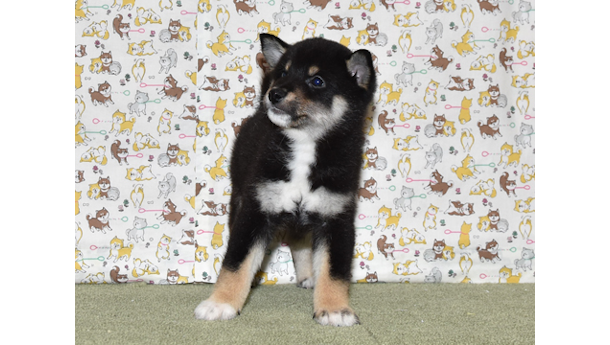 2026年3月31日生まれ黒柴犬の子犬