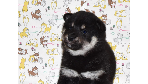 2026年3月31日生まれ黒柴犬の子犬