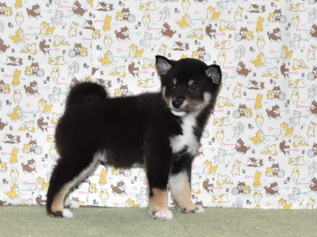 2026年3月31日生まれ黒柴犬の子犬