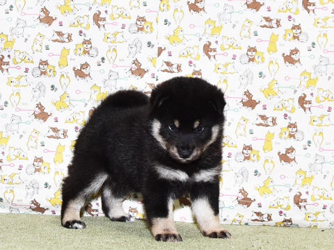 2026年3月31日生まれ黒柴犬の子犬