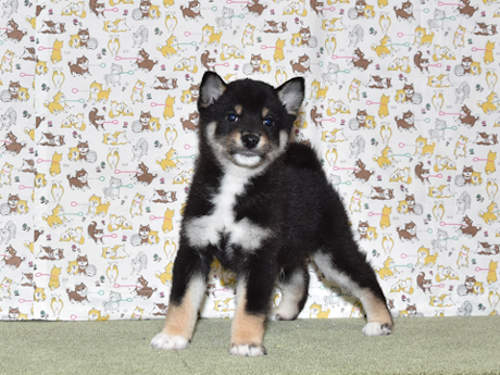 2026年3月31日生まれ黒柴犬の子犬