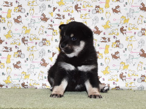 2026年3月31日生まれ黒柴犬の子犬