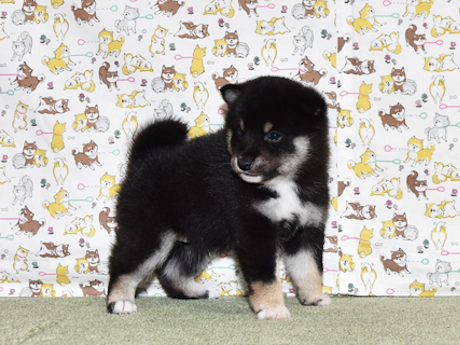 2026年3月31日生まれ黒柴犬の子犬