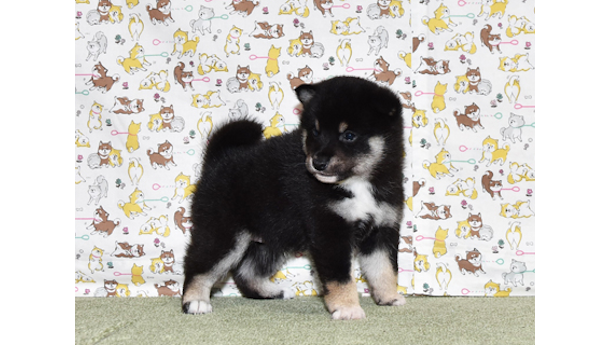 2026年3月31日生まれ黒柴犬の子犬