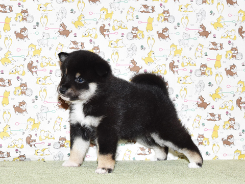 2026年3月31日生まれ黒柴犬の子犬