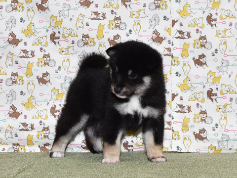 2026年3月31日生まれ黒柴犬の子犬
