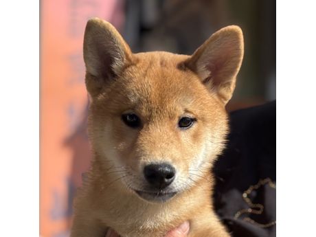 令和8年1月11日生まれ赤柴犬の里親募集