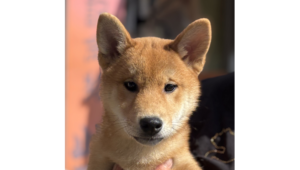 令和8年1月11日生まれ赤柴犬の里親募集