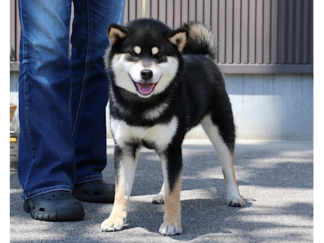 令和7年9月4日生まれ黒柴犬の里親募集