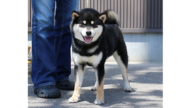 令和7年9月4日生まれ黒柴犬の里親募集