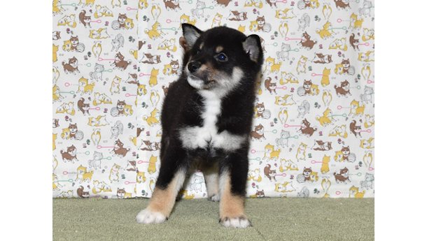 2026年3月31日生まれ黒柴犬の子犬