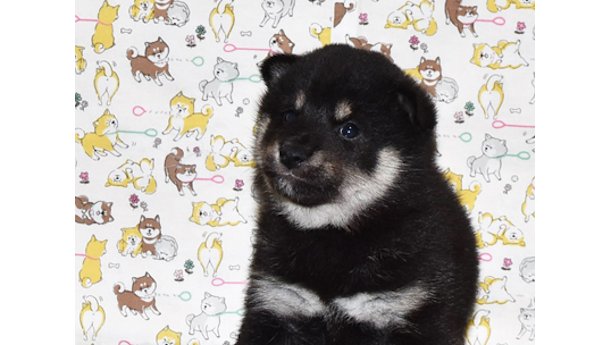 2026年3月31日生まれ黒柴犬の子犬