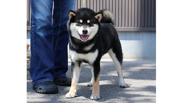 令和7年9月4日生まれ黒柴犬の里親募集