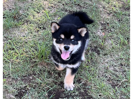2026年4月12日生まれ黒柴犬の子犬