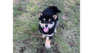 2026年4月12日生まれ黒柴犬の子犬