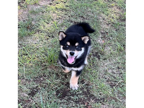 2026年4月12日生まれ黒柴犬の子犬