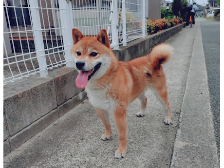 令和5年12月10日生まれ赤柴犬の里親募集