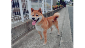 令和5年12月10日生まれ赤柴犬の里親募集