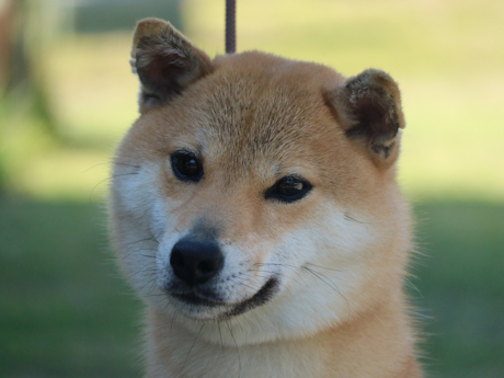 令和6年7月16日生まれ赤柴犬の里親募集