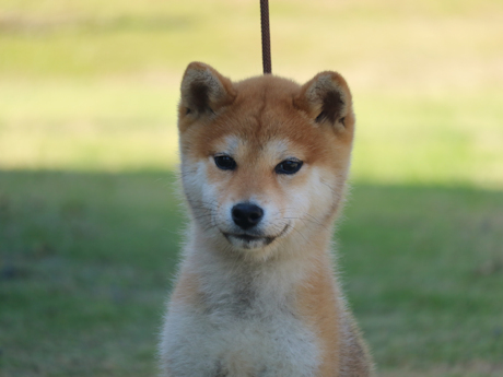 令和8年1月20日生まれ赤柴犬の里親募集