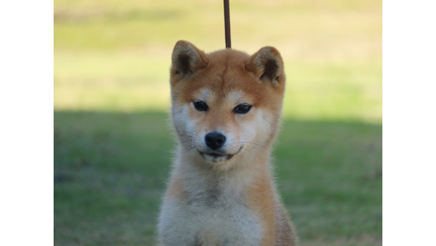 令和8年1月20日生まれ赤柴犬の里親募集