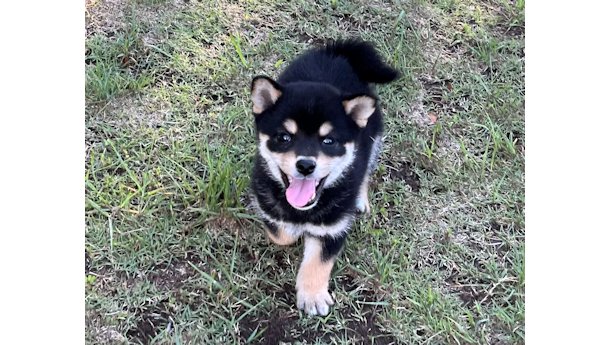 2026年4月12日生まれ黒柴犬の子犬