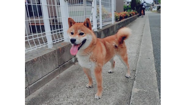令和5年12月10日生まれ赤柴犬の里親募集