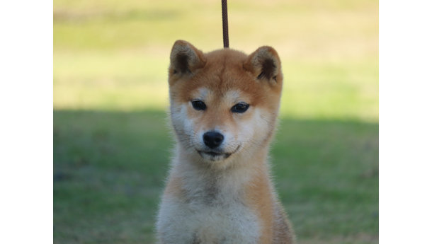 令和8年1月20日生まれ赤柴犬の里親募集