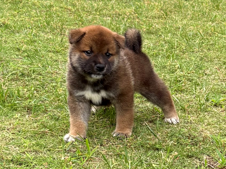 2026年6月4日生まれ赤柴犬の子犬