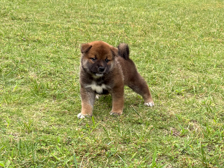 2026年6月4日生まれ赤柴犬の子犬