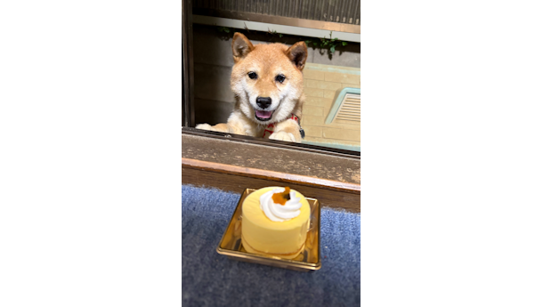 柴犬このみちゃん13歳