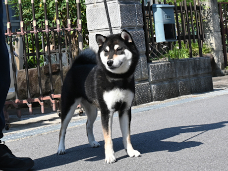 令和7年11月21日生まれ黒柴犬の里親募集