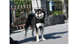 令和7年11月21日生まれ黒柴犬の里親募集