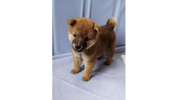 2026年6月16日生まれ赤柴犬の子犬