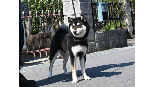令和7年11月21日生まれ黒柴犬の里親募集