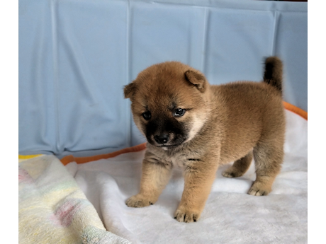2026年7月10日生まれ赤柴犬の子犬