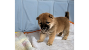 2026年7月10日生まれ赤柴犬の子犬