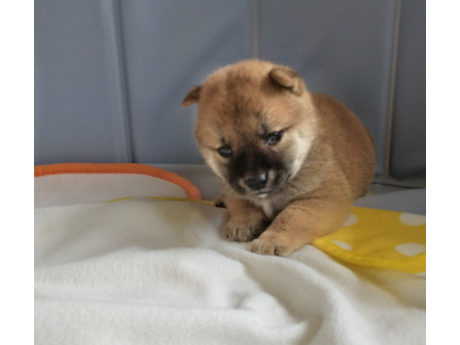 2026年7月10日生まれ赤柴犬の子犬